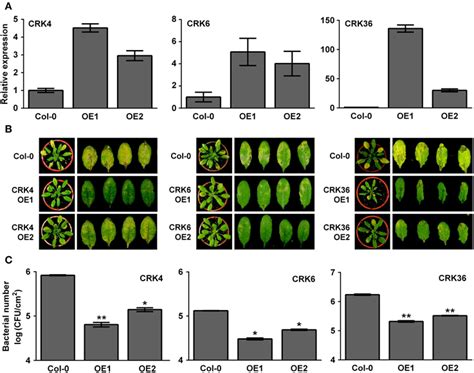 Frontiers Enhanced Arabidopsis Pattern Triggered Immunity By