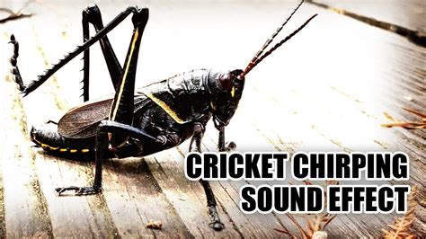 Cricket Sound Effect 🦗 Cricket Chirping Sounds Youtube