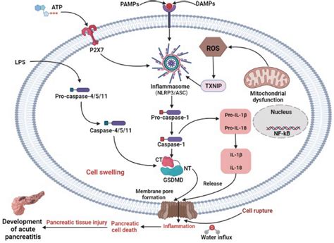 Pathophysiological Role Of Pyroptosis In The Course Of The Pathogenesis Download Scientific