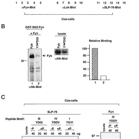 Fyn T Sh Domains Binds To Ydgi Site In Fyb A Depiction Of The Fyb