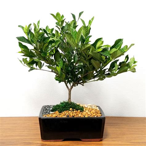 Large Gardenia Bonsai – Eve's Garden Gifts