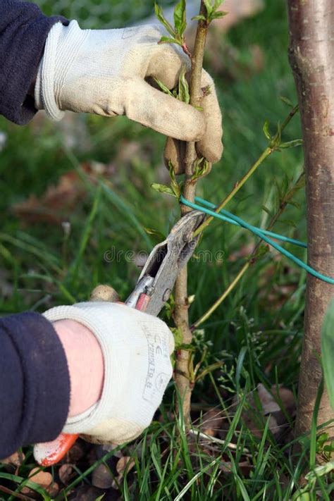 Peach tree pruning stock photo. Image of peach, topping - 14447382