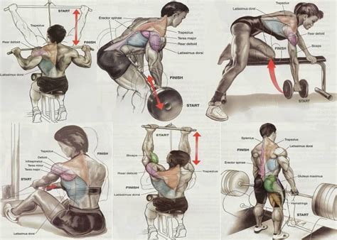 Bodybuilding Chest Exercises Chart Hd Images