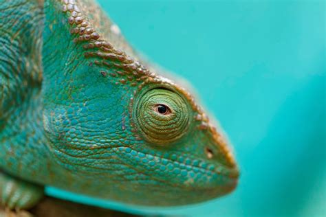 7 Signs That Your Chameleon Is Dying How To Help Reptile Craze