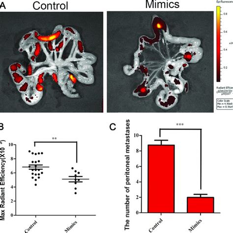 Mir B Significantly Inhibited Invasion And Migration Of