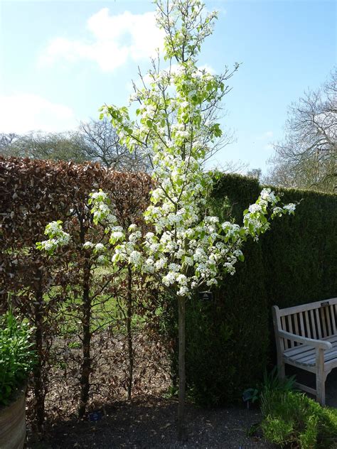 Fantastic Flowering Pear Tree Varieties Progardentips