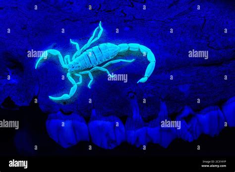 Striped Bark Scorpion Centruroides Vittatus Captive Photographed