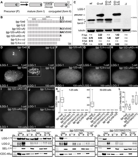 Figures And Data In Lgg Gabarap Lipidation Is Not Required For