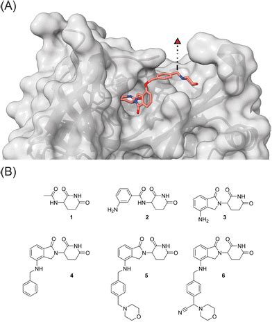 Accessing Three Branched High Affinity Cereblon Ligands For Molecular