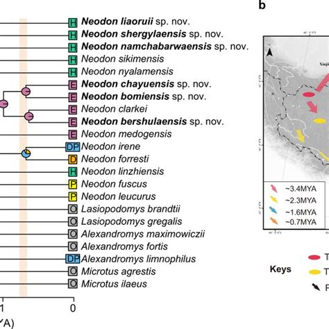 Ancestral Range Estimation Of Neodon A Ancestral Range Estimation Based Download Scientific