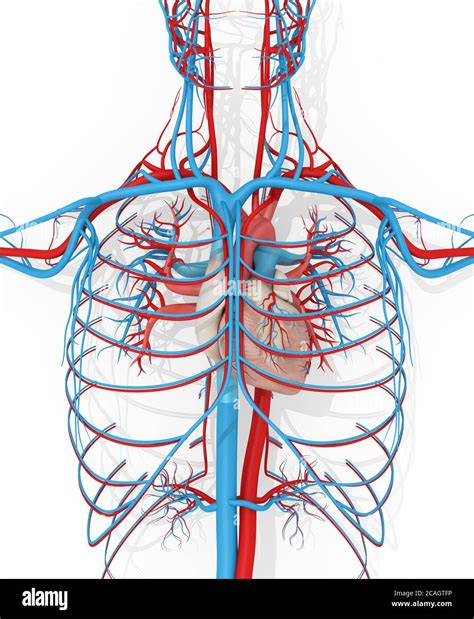 Gef Sse Anatomie Fotos Und Bildmaterial In Hoher Aufl Sung Alamy