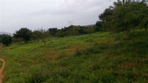 Agricultural Land 9 Acre For Sale In Reddiyarchatram Dindigul REI924946