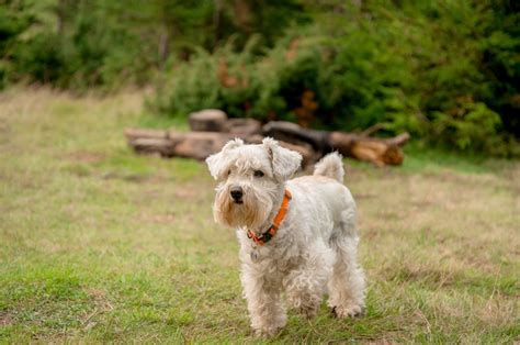 Are Miniature Schnauzers Hypoallergenic Vet Verified Facts Dogster