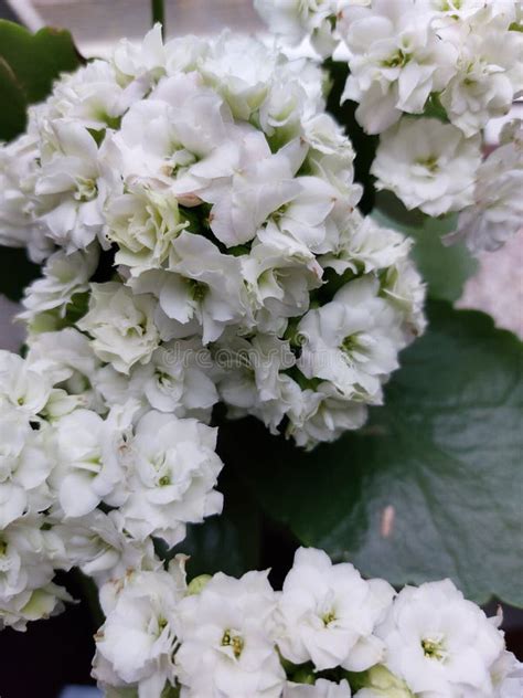 White Flowers Of Kalanchoe A Flowering Houseplant Stock Image Image