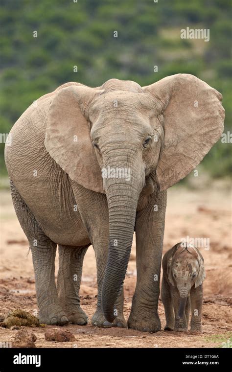 Elefante africano fotografías e imágenes de alta resolución Alamy