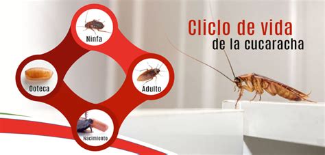 Ciclo De Vida De Las Cucarachas Con Celo Para Su Control