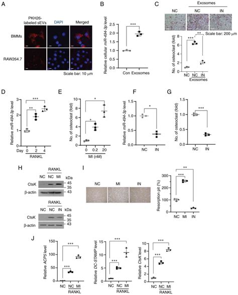 Rasstimulated Release Of Exosomal Mir P Promotes The Osteolytic