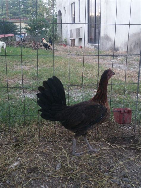 Gallinas Giras - $ 1,500.00 en Mercado Libre