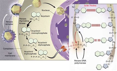 Nursing Pharmacology Antiviral Drugs