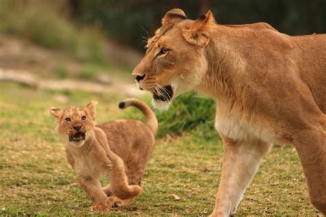 How Much Does A Lion Cub Cost