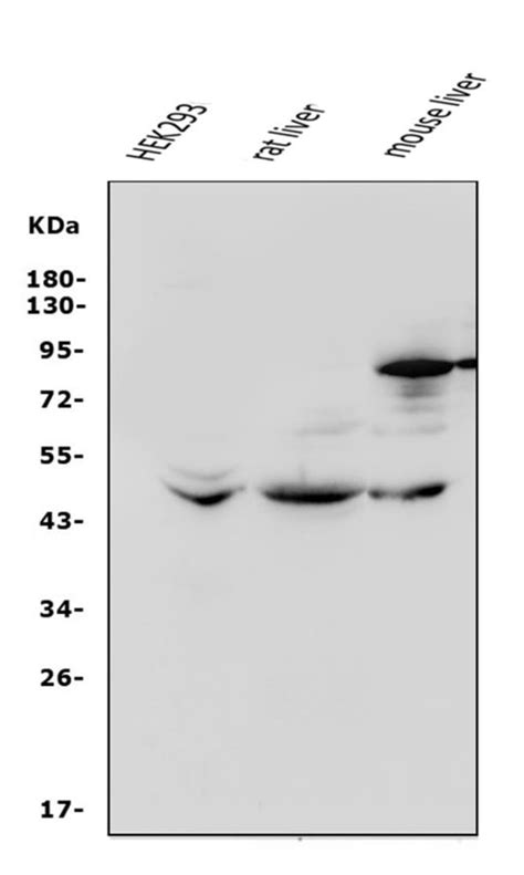 Beta Adrenergic Receptor Polyclonal Antibody Invitrogen G