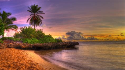 Palme Sponda Tropici Sabbia Spiaggia Sciolto Tramonto Cielo