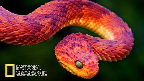 Nature The Reptiles – Snakes [National Geographic Documentary 2020 HD ...