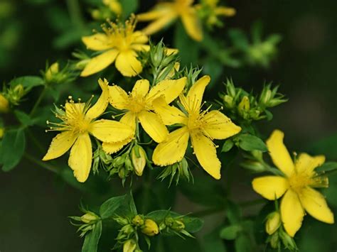 Hypericum Perforatum Common St John S Wort World Of Flowering Plants