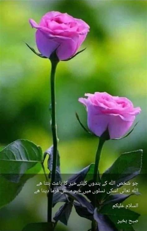 Pin By Shahid Mubeen On Allah O Akber Good Morning Flowers Quotes