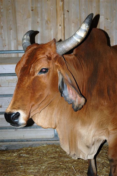 Brahman Cow Photograph by LeeAnn McLaneGoetz McLaneGoetzStudioLLCcom ...