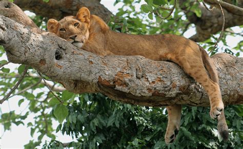 10 Days Uganda Safari Tour On Self Drive Wildlife Auto Rental Uganda