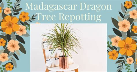 Madagascar Dragon Tree Repotting: Everything You Need to Know ...