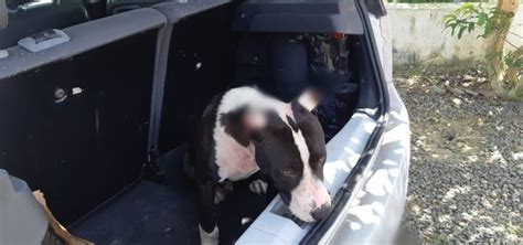 Cachorro vítima de maus tratos é resgatado de porta malas de carro na