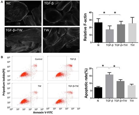 Triptolide Protects Podocytes From Tgf Induced Injury By Preventing