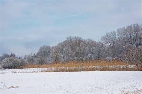 Winter Marsh Landscape Covered In Snow With Bare Trees And Golden Reed