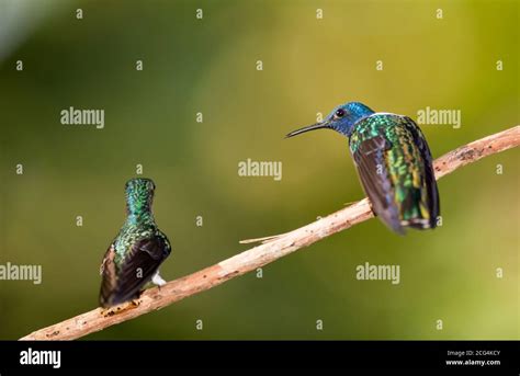 Male White Necked Jacobin Hummingbird Costa Rica Stock Photo Alamy