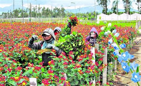 Las Flores Ecuatorianas Exportaci N Febrero