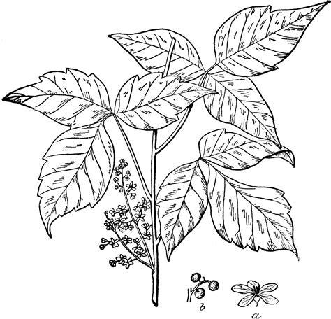 Poison Ivy Clipart Etc