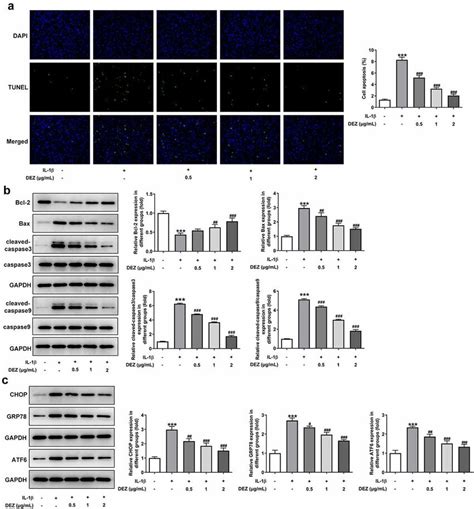 Dez Attenuated The Apoptosis And Ers In Il Induced Hnpcs A Cell