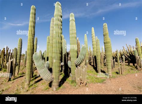 Cacti Garden Green Cacti And Succulents Growing In Botanical Tropical