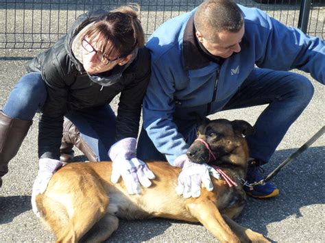 Formation aux premiers secours canin félin à Illzach dans le Haut Rhin