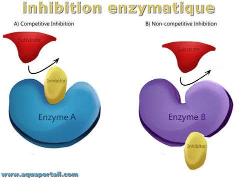 Inhibiteur enzymatique définition et explications