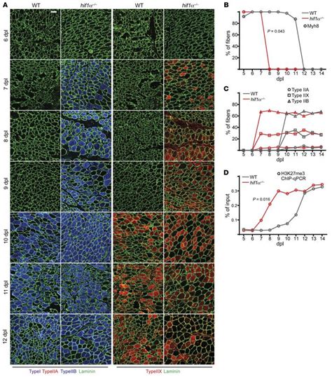 Jci A Mitofusin Hif Axis Sets A Maturation Checkpoint In