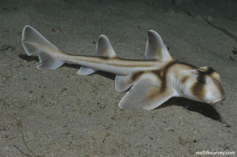 Heterodontus portusjacksoni - Port Jackson shark | Reef Life Survey