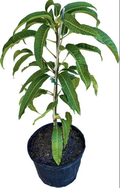 Cloud Farm Live Dasheri Dashehari Mango Grafted Fruit Plant Healthy