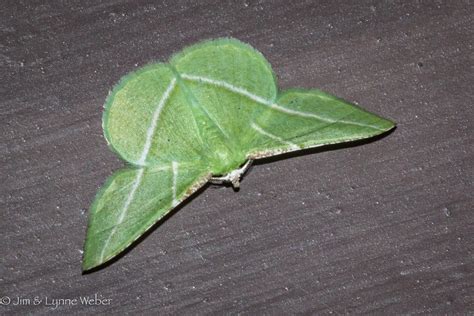 Family Geometridae (Geometer Moths, Looper Moths) | Butterflies and