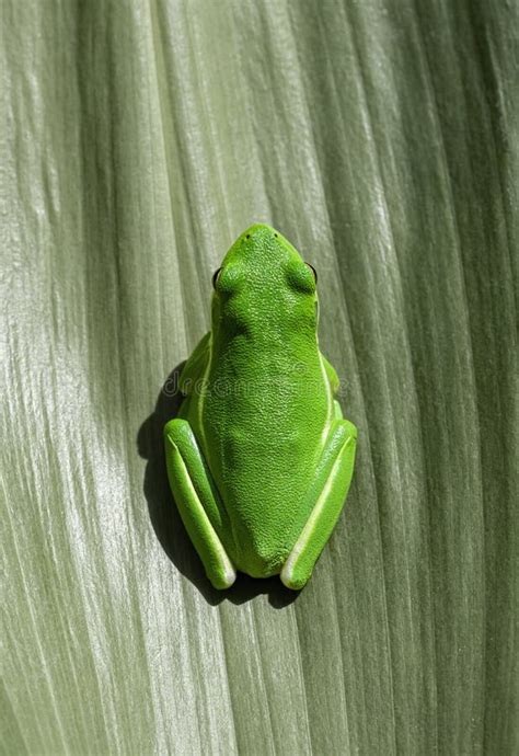 Green Tree Frog On A Green Leaf Shot From The Top Stock Photo Image