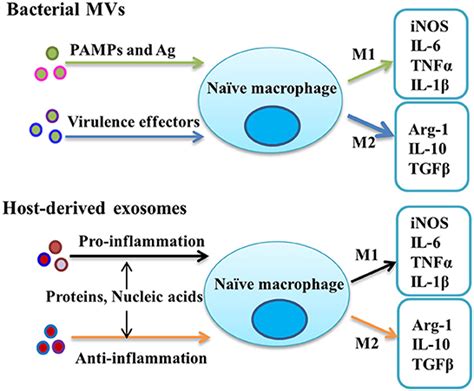 Frontiers Extracellular Vesicle Mediated Regulation Of Macrophage Polarization In Bacterial