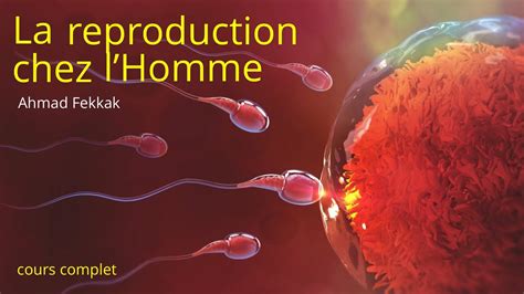 La Reproduction Chez L Homme Apic Prof Ahmed Fekkak Youtube