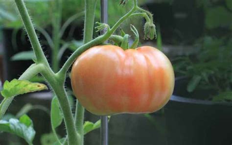 Faire Pousser Des Tomates Sur Un Balcon Decodambiance